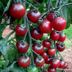 Tomatoes, peppers and chillis