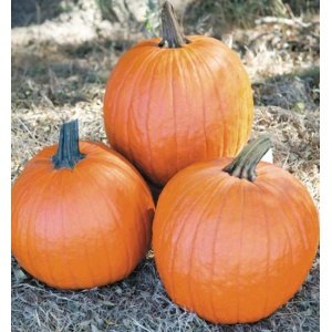 Cucurbits - Squashes and gourds